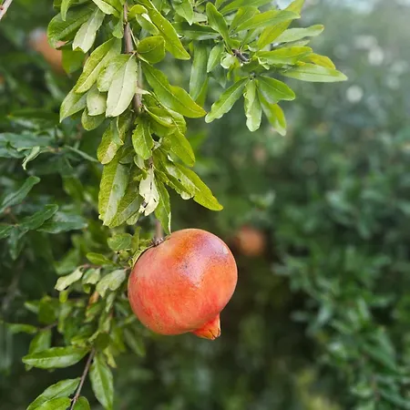 Nocleg ze śniadaniem Tramontana Vista Castilenti