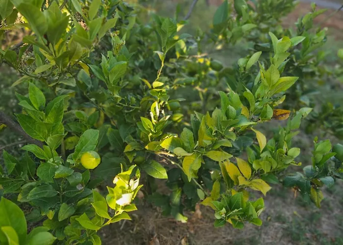 Bed & Breakfast Tramontana Vista 3*